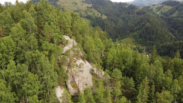 Volando su un pendio roccioso di montagna ricoperto di foresta di abeti rossi