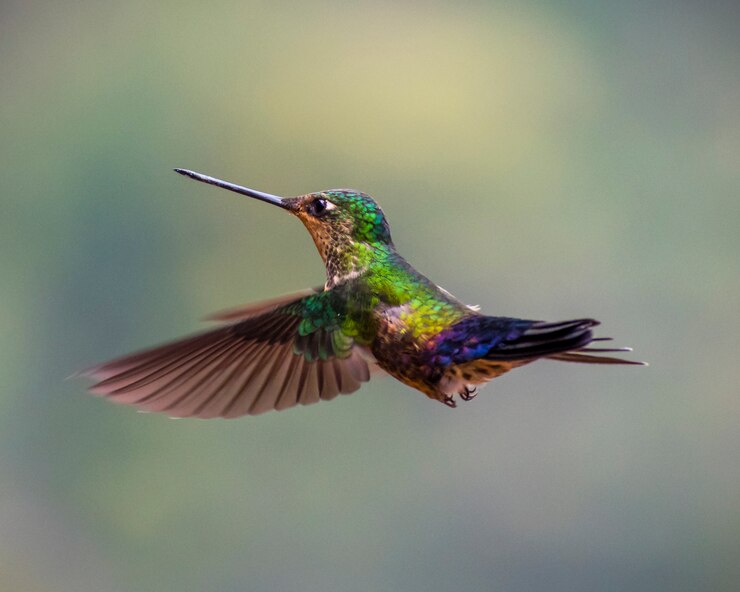 Foto volare colibrì verde