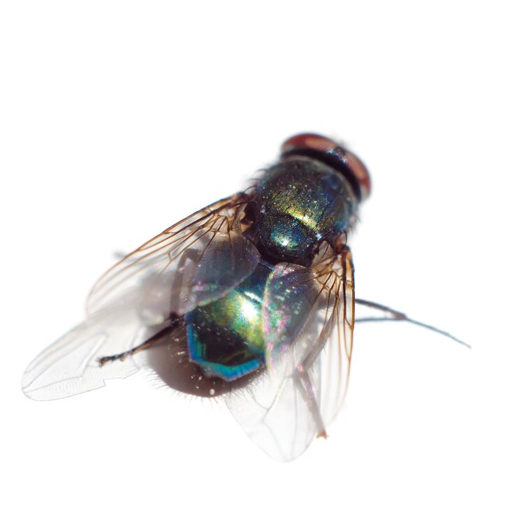Volare