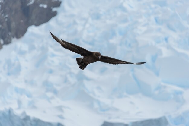 Volo antartico di skua
