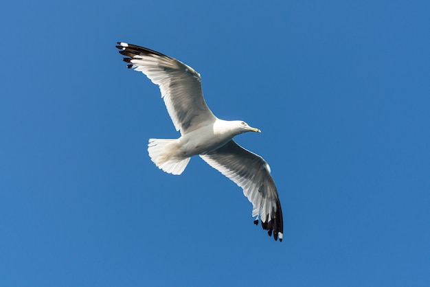 Volo bianco dell'uccello con un cielo blu