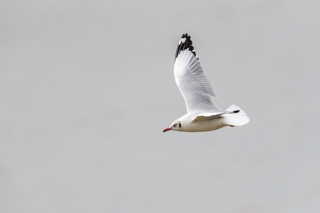 Volo bianco e grigio di uccello (Laridae, Chroicocephalus brunnicephalus) sul cielo