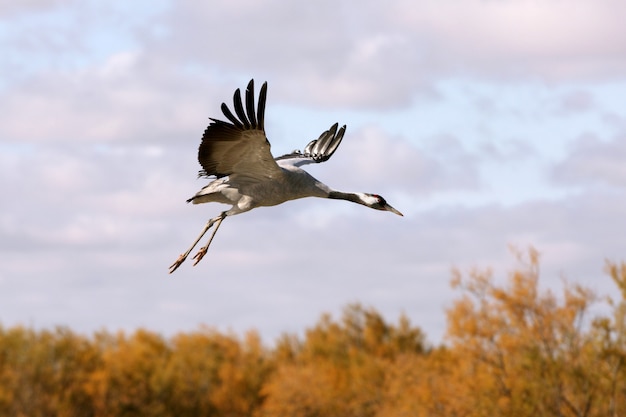 Volo comune della gru, uccelli, Grus grus