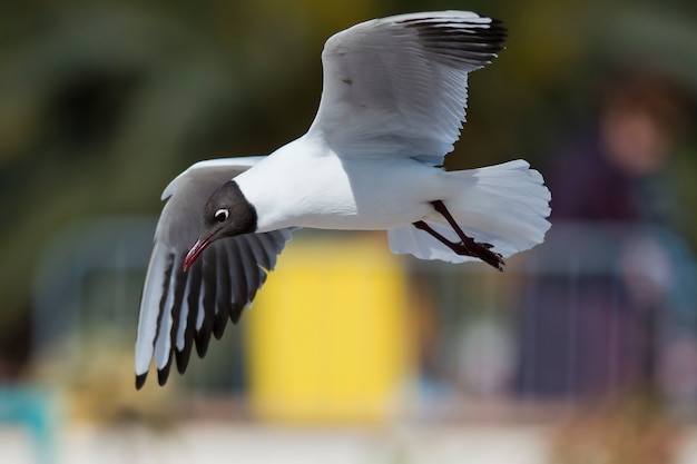 Volo del gabbiano comune