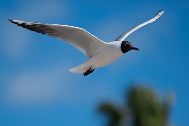 Volo del gabbiano comune