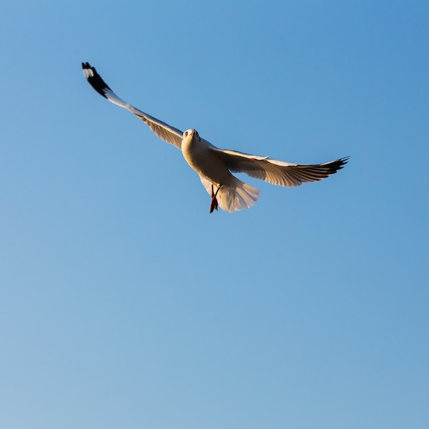 Volo del gabbiano in chiaro cielo blu