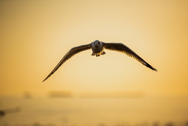 Volo del gabbiano in cielo blu sopra il mare al tramonto.