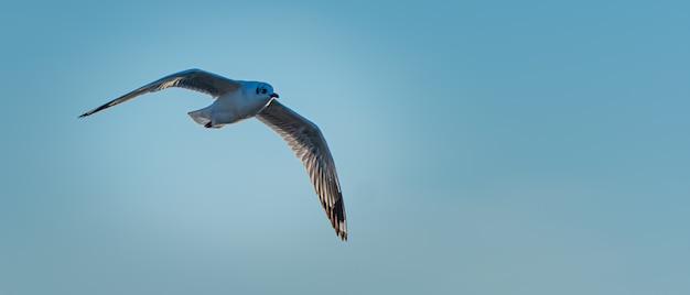 Volo del gabbiano in cielo blu sopra il mare.