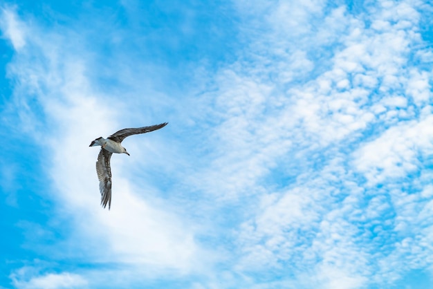 Volo del gabbiano nel cielo blu