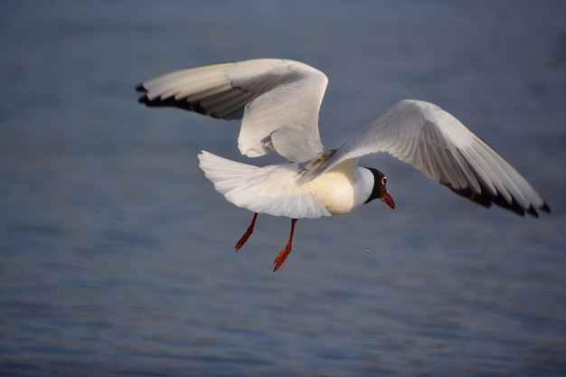 Volo del gabbiano sopra il mare