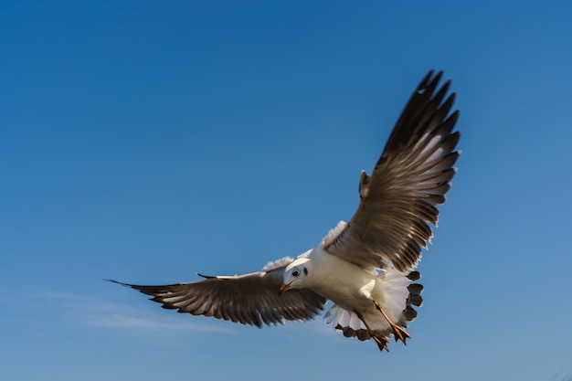 Volo del gabbiano sul cielo blu