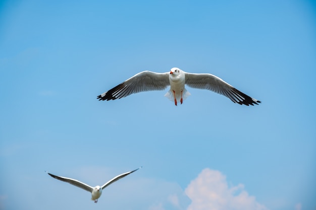 Volo del gabbiano sul mare in Tailandia