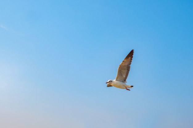 Volo del gabbiano sul mare in Tailandia