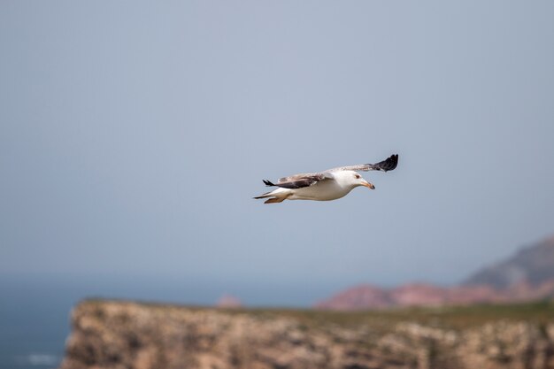 Volo del gabbiano vicino alla costa