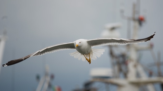 Volo del gabbiano