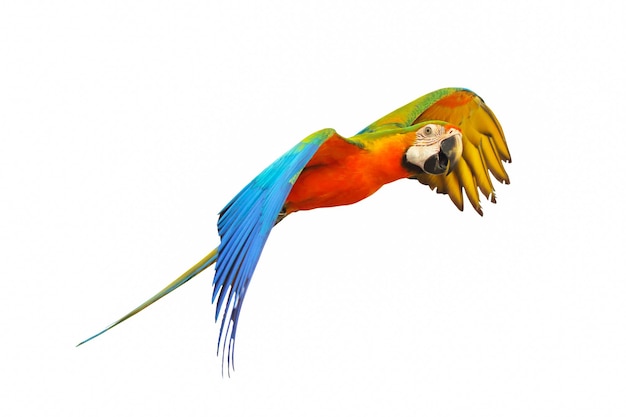 Volo del pappagallo Catalina isolato su priorità bassa bianca.