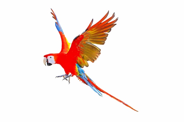 Volo del pappagallo dell'ara scarlatta isolato su priorità bassa bianca.