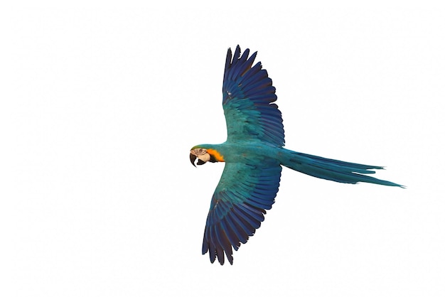 Volo del pappagallo variopinto dell'ara isolato su priorità bassa bianca