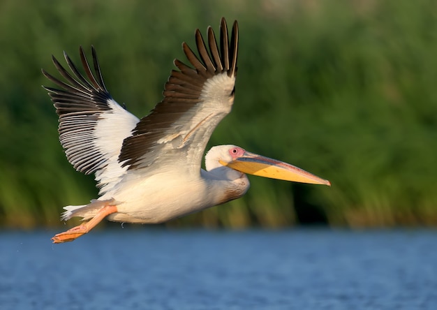 Volo del pellicano bianco verso l'alba e guarda il fotografo.