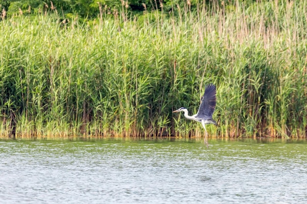 Volo dell'airone cenerino (Ardea cinerea) Fauna selvatica in habitat naturale.