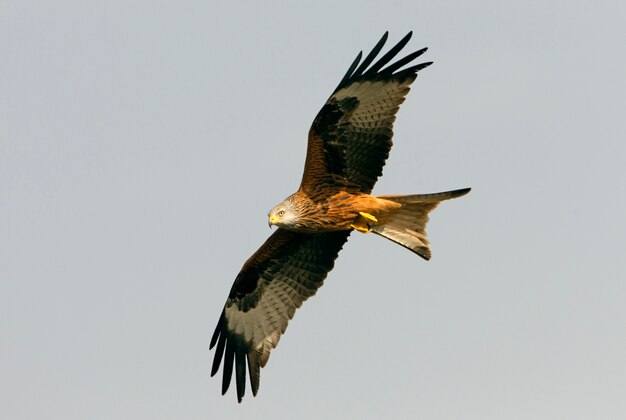 Volo dell'aquilone rosso, Milvus milvus, falco, aquilone