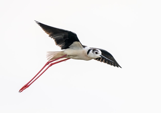 Volo dell'uccello su palafitta dalle ali nere