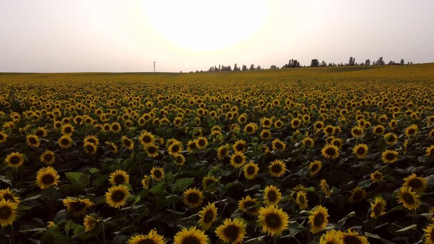 Volo di vista aerea del drone sopra i girasoli che crescono sul campo dei girasoli