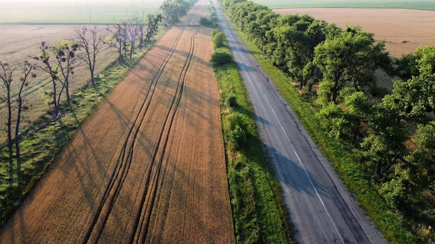 Volo di vista aerea del drone sopra il campo di grano dell'autostrada e gli alberi verdi all'alba del tramonto