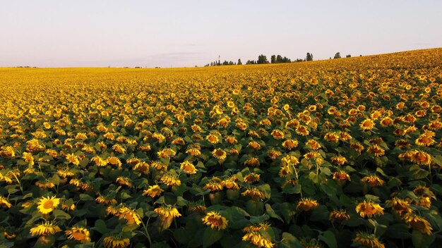 Volo di vista aerea del drone sul campo con teste di girasole mature al tramonto all'alba. Vista dall'alto. Scenario terreni agricoli e piantagioni. Campi del paesaggio cultura agroindustriale. Campagna agraria