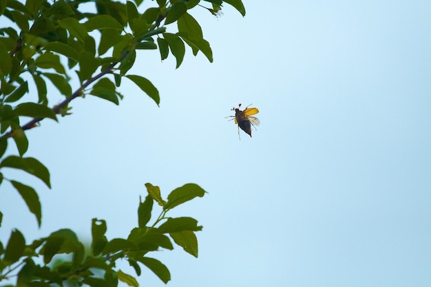 Volo serale del maggiolino vicino al maggiolino