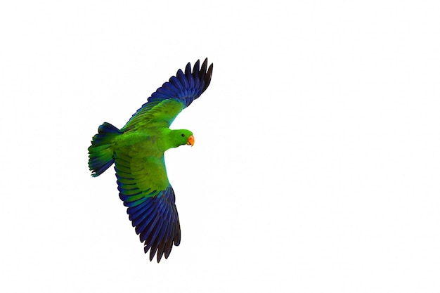 Volo variopinto del pappagallo di Eclectus isolato su priorità bassa bianca.