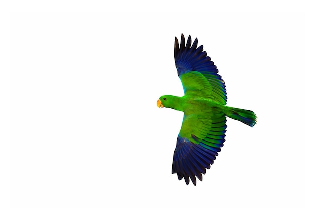 Volo variopinto del pappagallo di Eclectus isolato su priorità bassa bianca