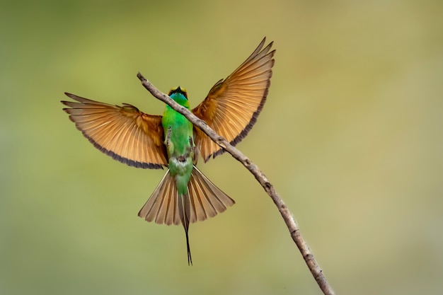 Volo verde dell'uccello del gruccione