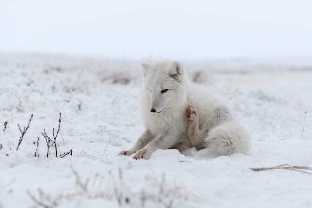 Volpe artica che si siede nella tundra selvaggia. Graffiare la volpe artica.