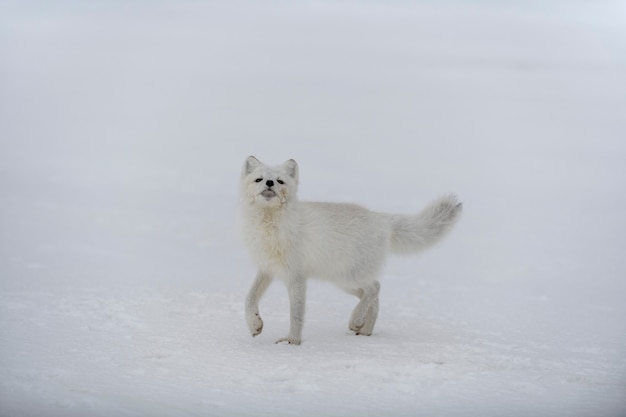 Volpe artica felice nella tundra invernale. Volpe artica divertente.