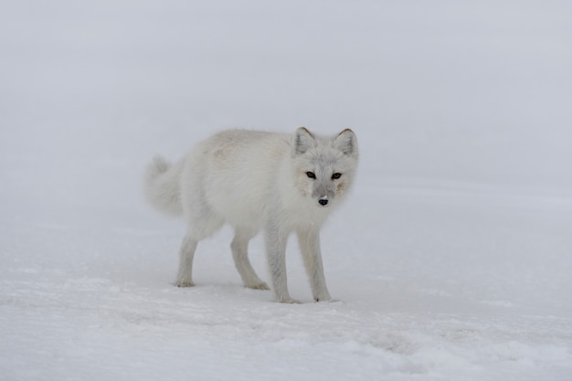 Volpe artica in inverno nella tundra siberiana