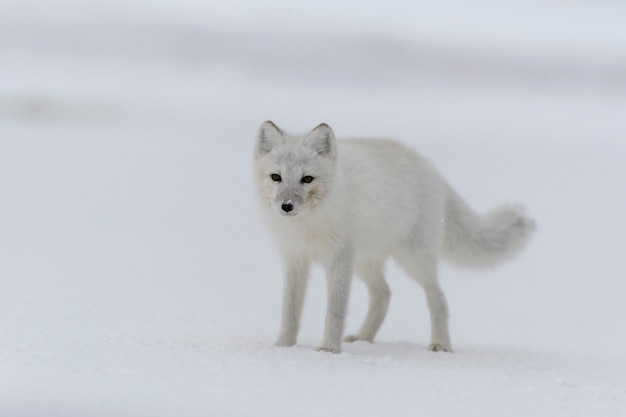 Volpe artica in inverno nella tundra siberiana