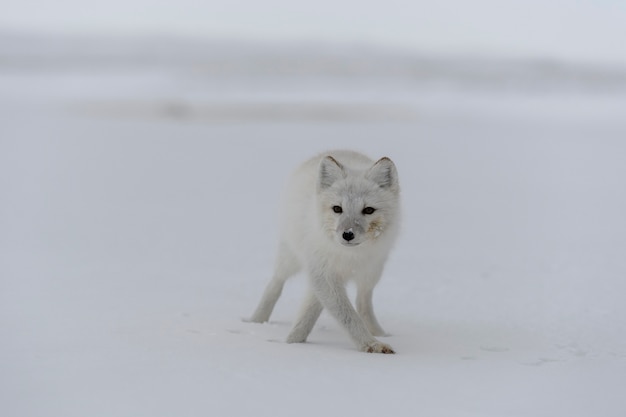 Volpe artica in inverno nella tundra siberiana