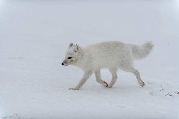 Volpe artica in inverno nella tundra siberiana