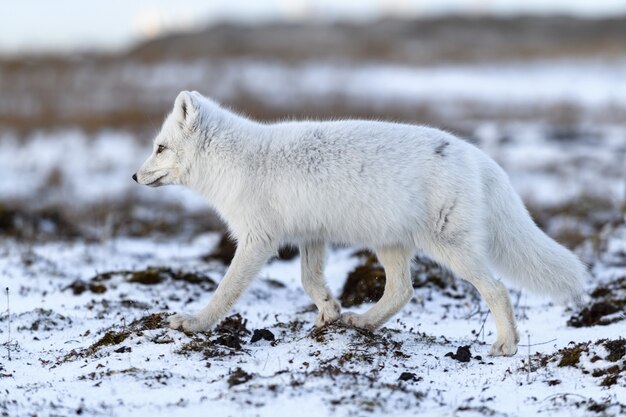 Volpe artica nel periodo invernale nella tundra siberiana