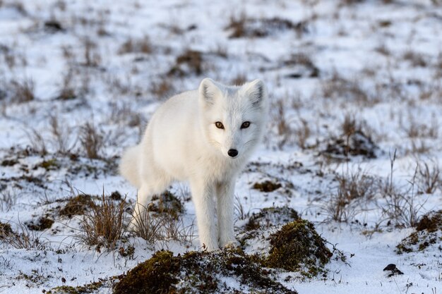 Volpe artica nel periodo invernale nella tundra siberiana