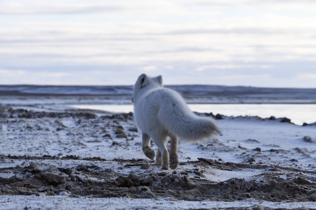 Volpe artica nel periodo invernale nella tundra siberiana