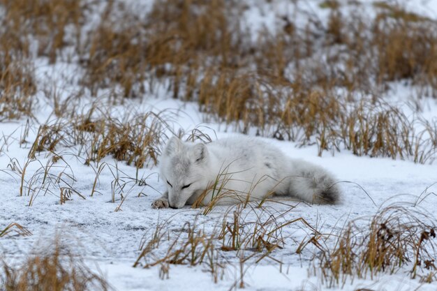 Volpe artica nel periodo invernale nella tundra siberiana