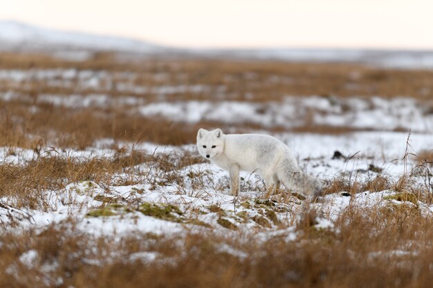 Volpe artica nel periodo invernale nella tundra siberiana