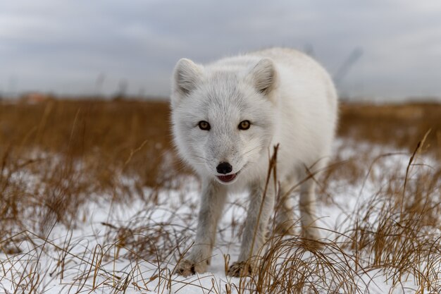 Volpe artica nel periodo invernale nella tundra siberiana