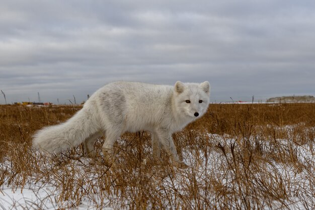 Volpe artica nel periodo invernale nella tundra siberiana