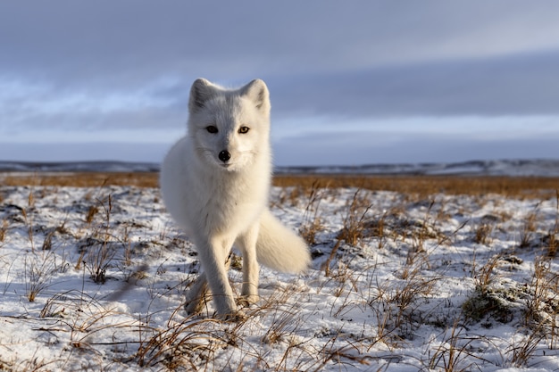 Volpe artica nel periodo invernale nella tundra siberiana