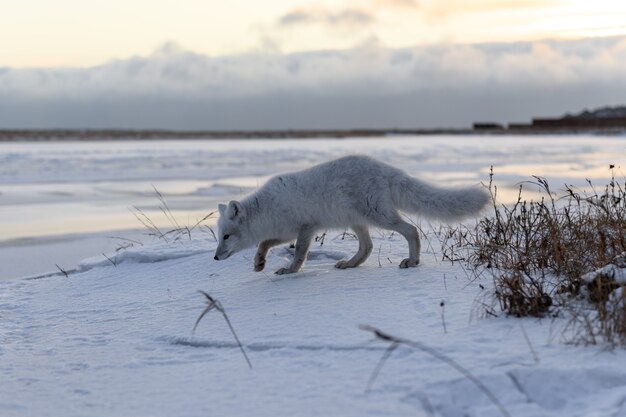 Volpe artica nel periodo invernale nella tundra siberiana