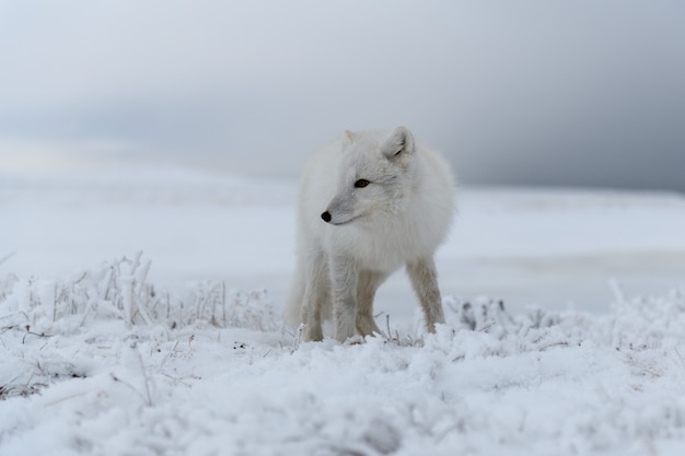 Volpe artica nel periodo invernale nella tundra siberiana