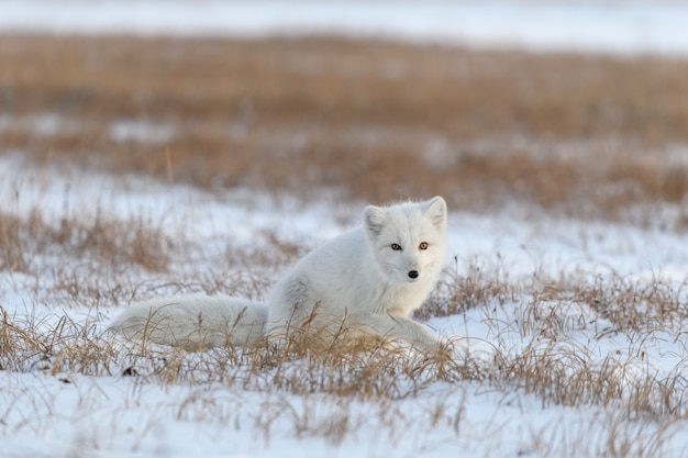 Volpe artica nel periodo invernale nella tundra siberiana.